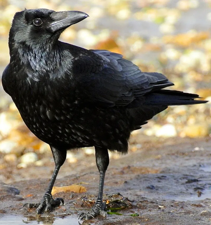 Avatar of Crow BIAST ~  ¡EntityPOV!