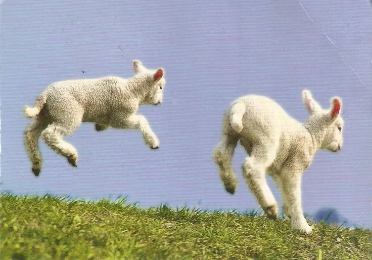Avatar of Penny & Ezra Lamb