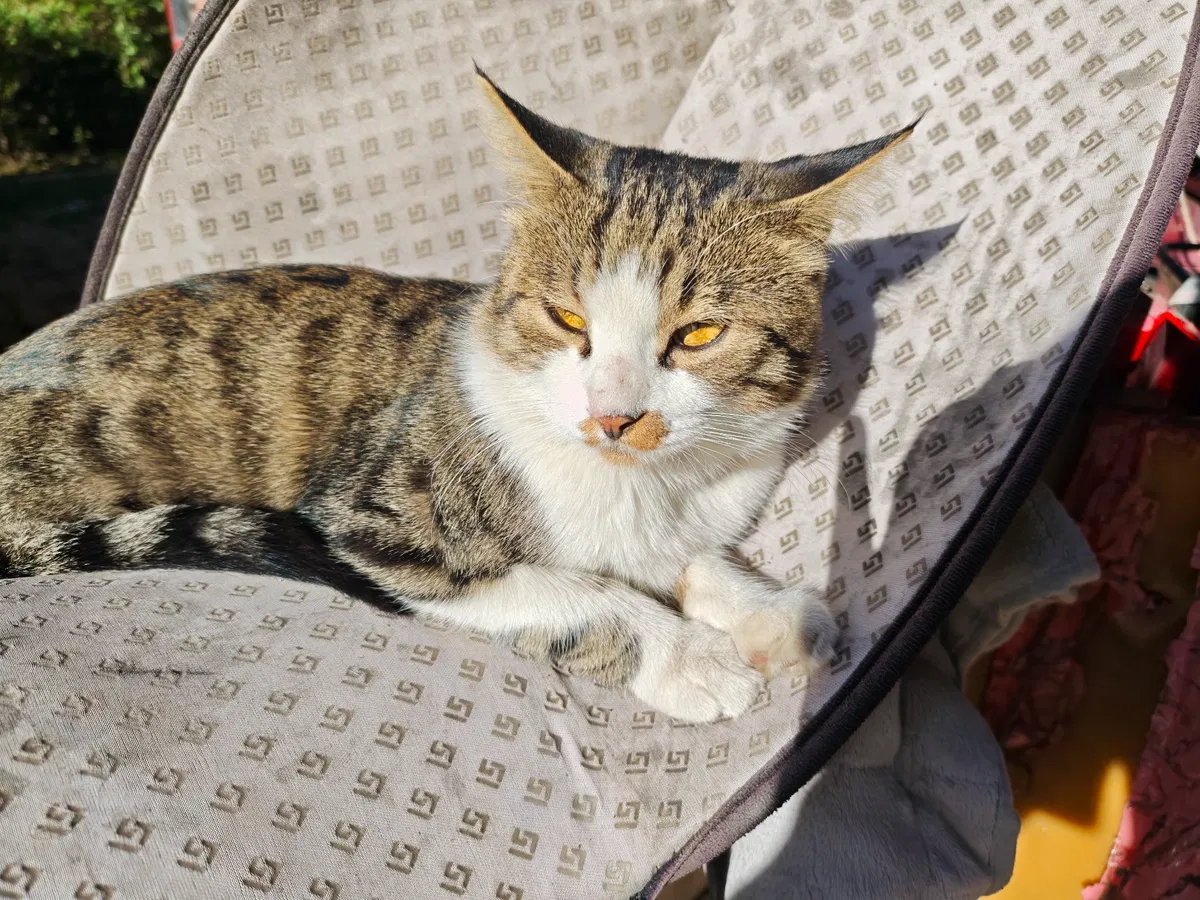 Avatar of A serious kitten.
