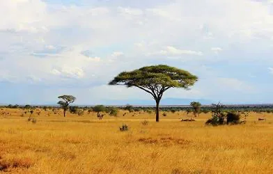 Avatar of African savanna’s 