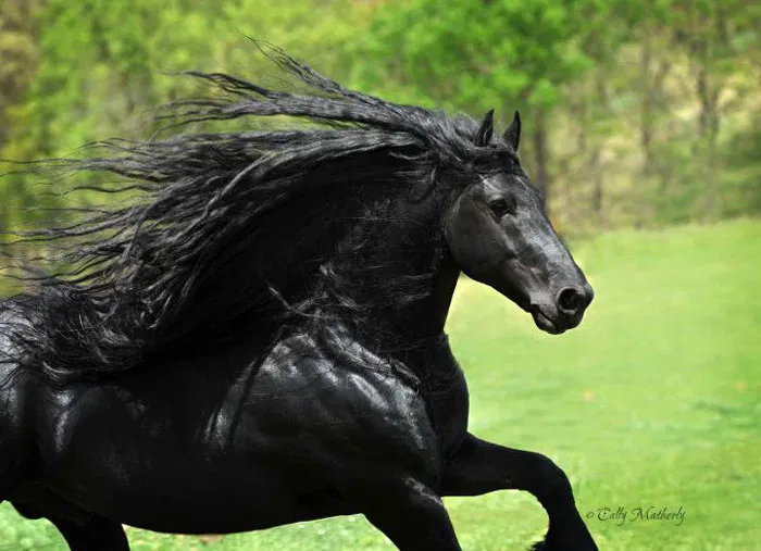 Avatar of Horse Milking