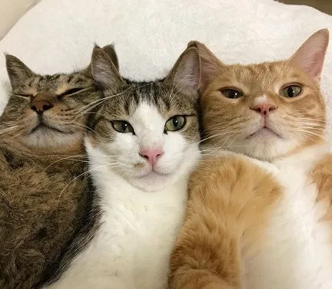 Avatar of Patrick H, Henry B, Belch H, Victor C
