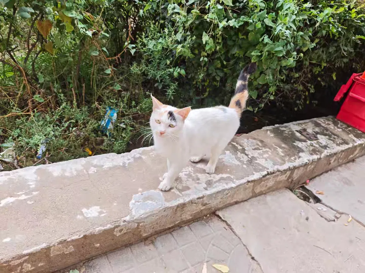 Avatar of Little white cat.