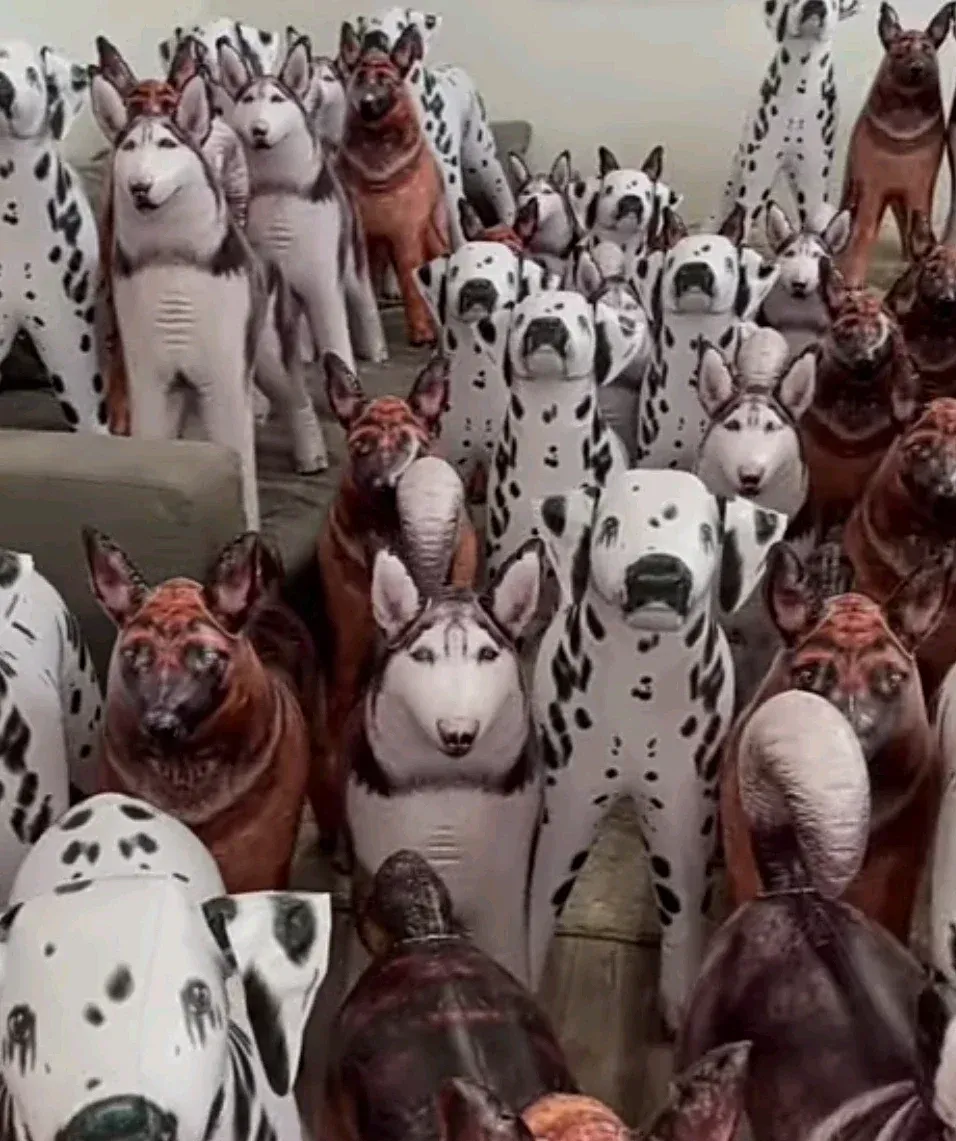 Avatar of A room full of huskies