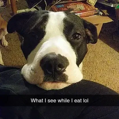 Avatar of Odin | He's a good boy