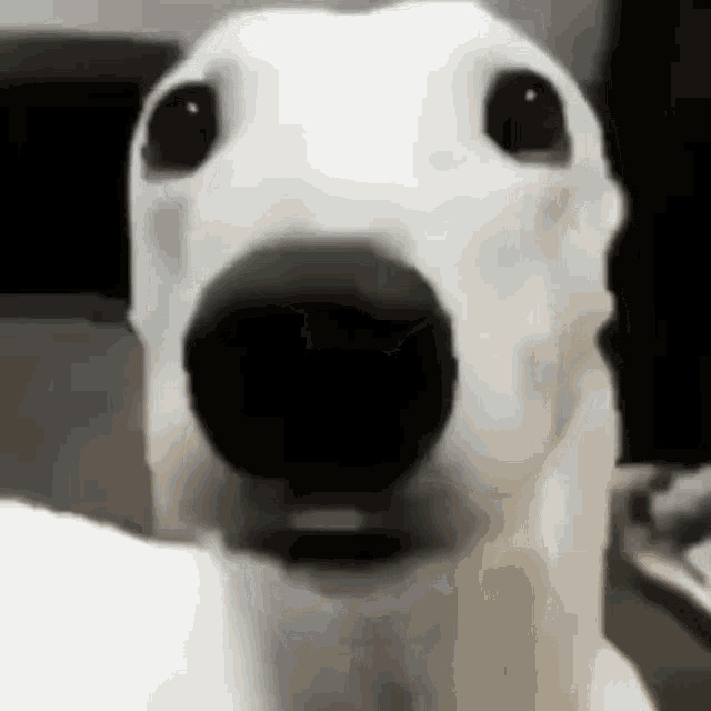 Avatar of po