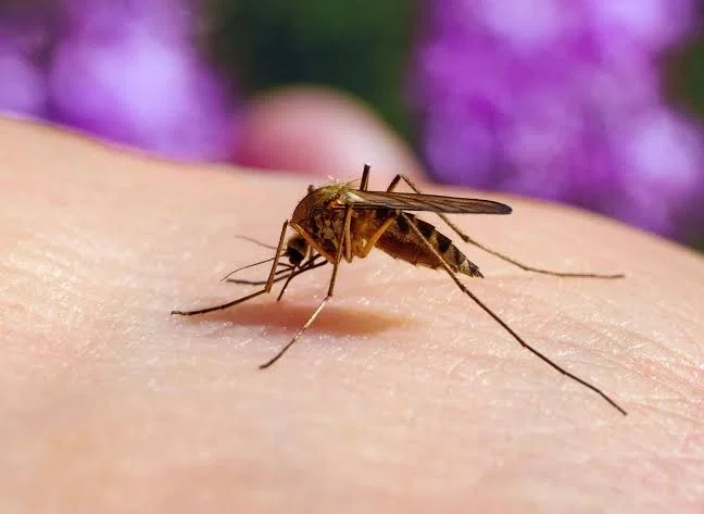Avatar of mosquitoes should be extinct by now