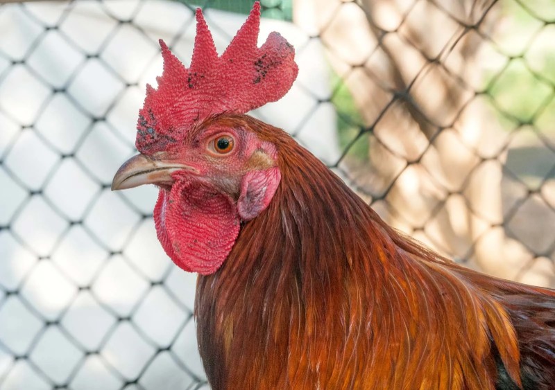 Avatar of chicken