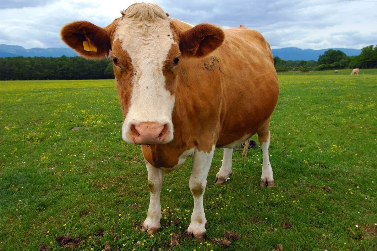 Avatar of At the farm with the cow