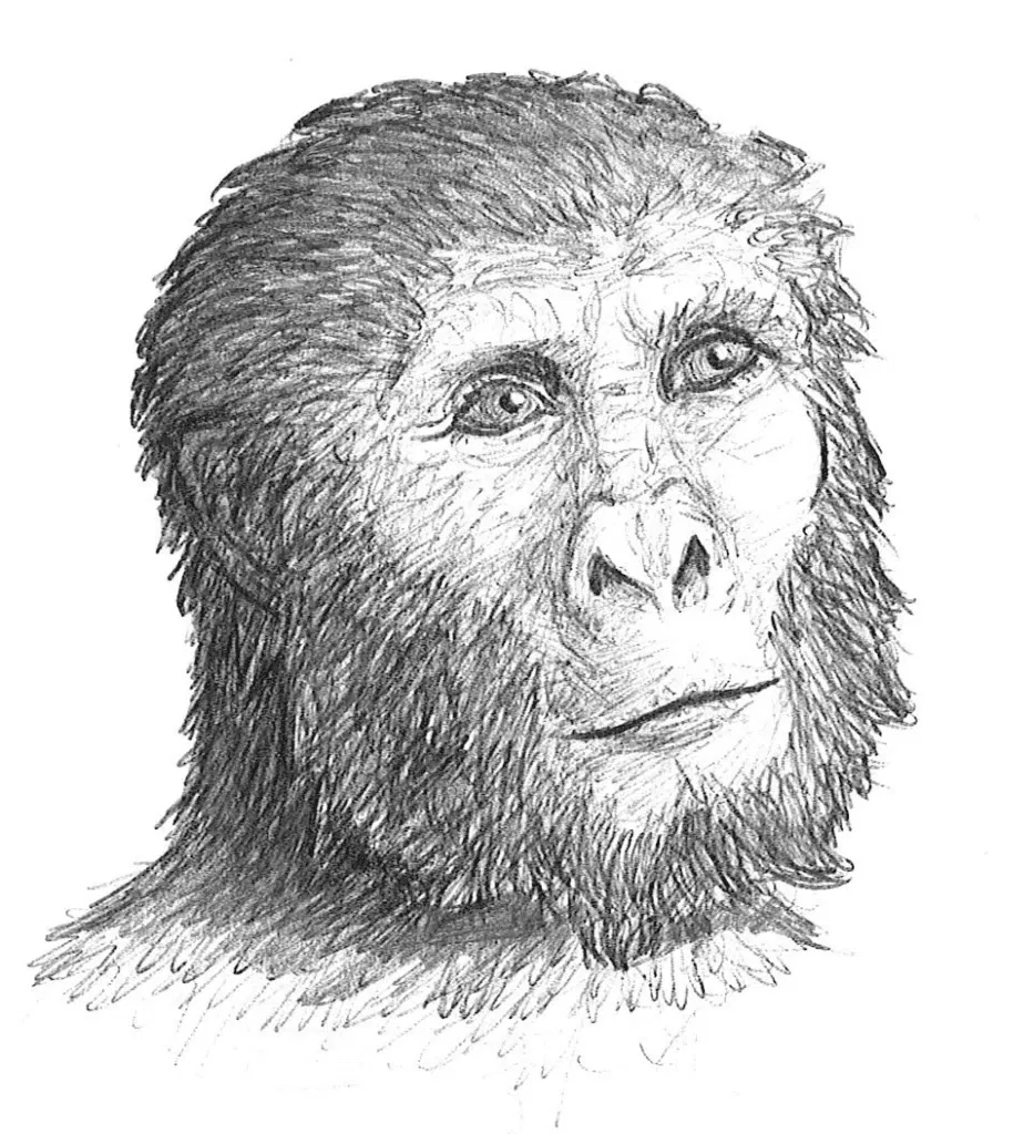 Avatar of Lowanna The Paranthropus