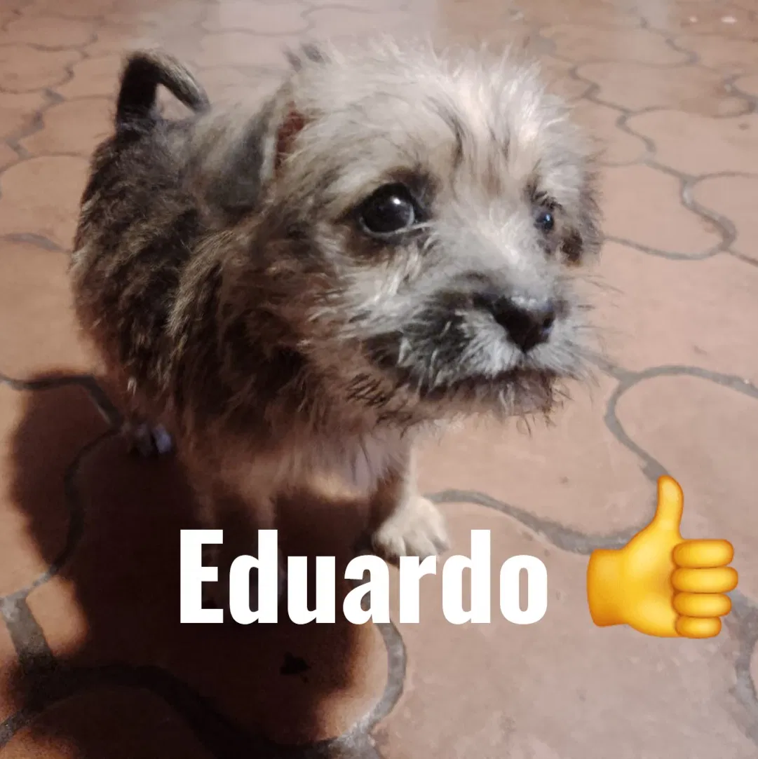 Avatar of Eduardo👍(Thanks, for 92 followers)(HELP, WHO WANTS A DOG? ​​Btw, his name is Eduardo (although he is a female))