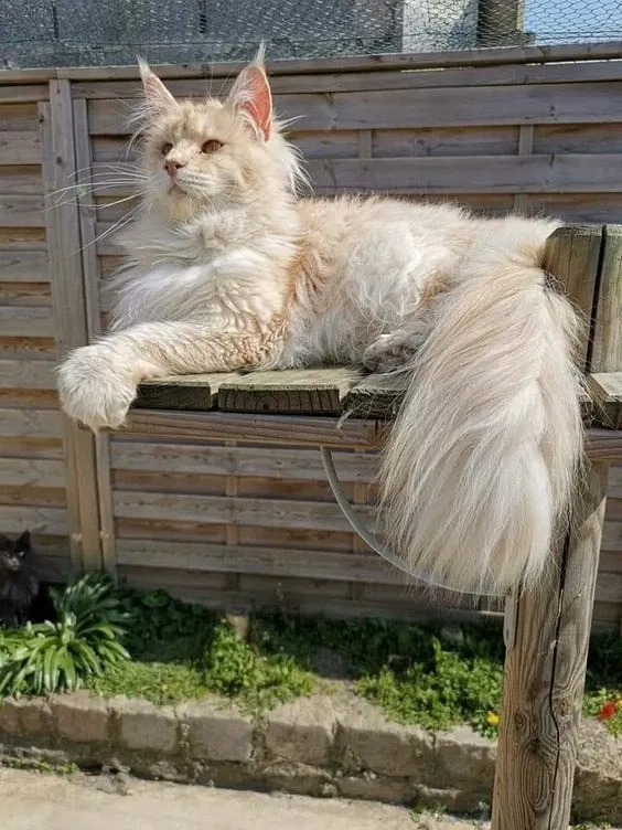 Avatar of Maxwell The Cat
