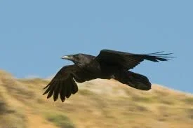 Avatar of A common raven