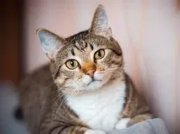 Avatar of Gato