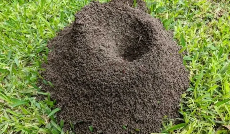 Avatar of Ant Hill