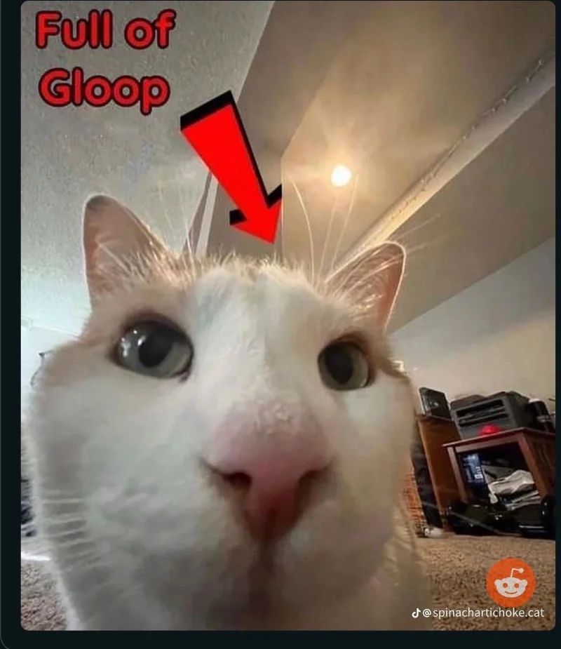 Avatar of A cat