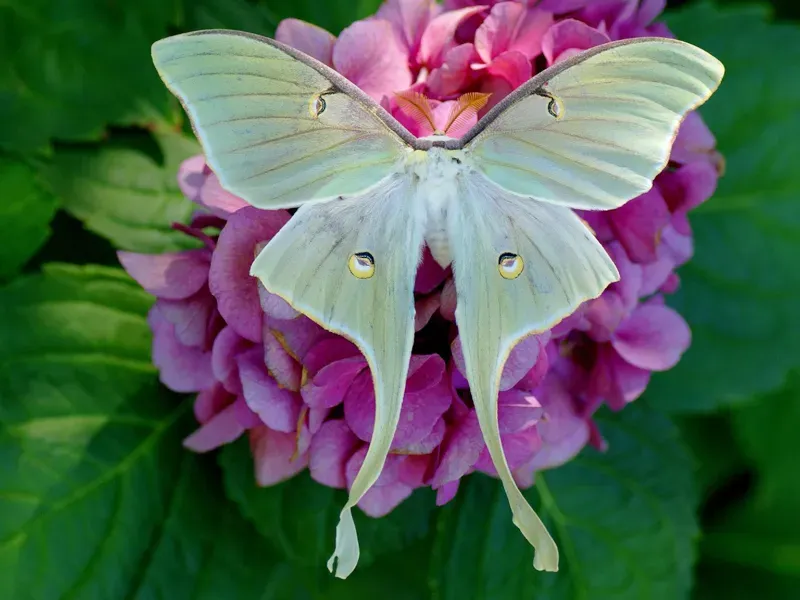 Avatar of ★ 🦋 The Luna moth tribe 🧚‍♀️ ★