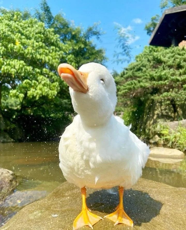 Avatar of Duck