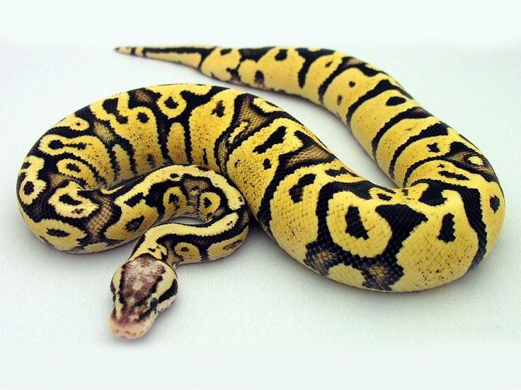 Avatar of Pet Python