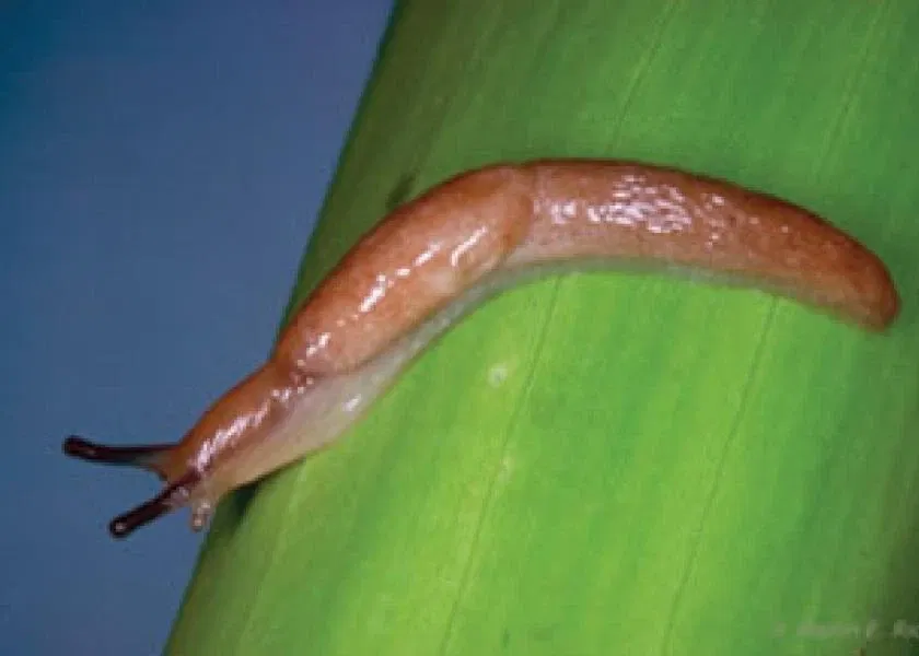 Avatar of Sluggish Mutation (Slug TF)