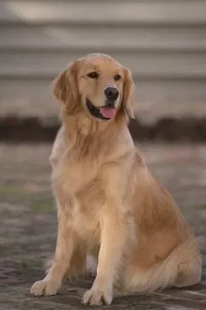 Avatar of Dog