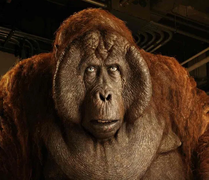 Avatar of King Louie 2016
