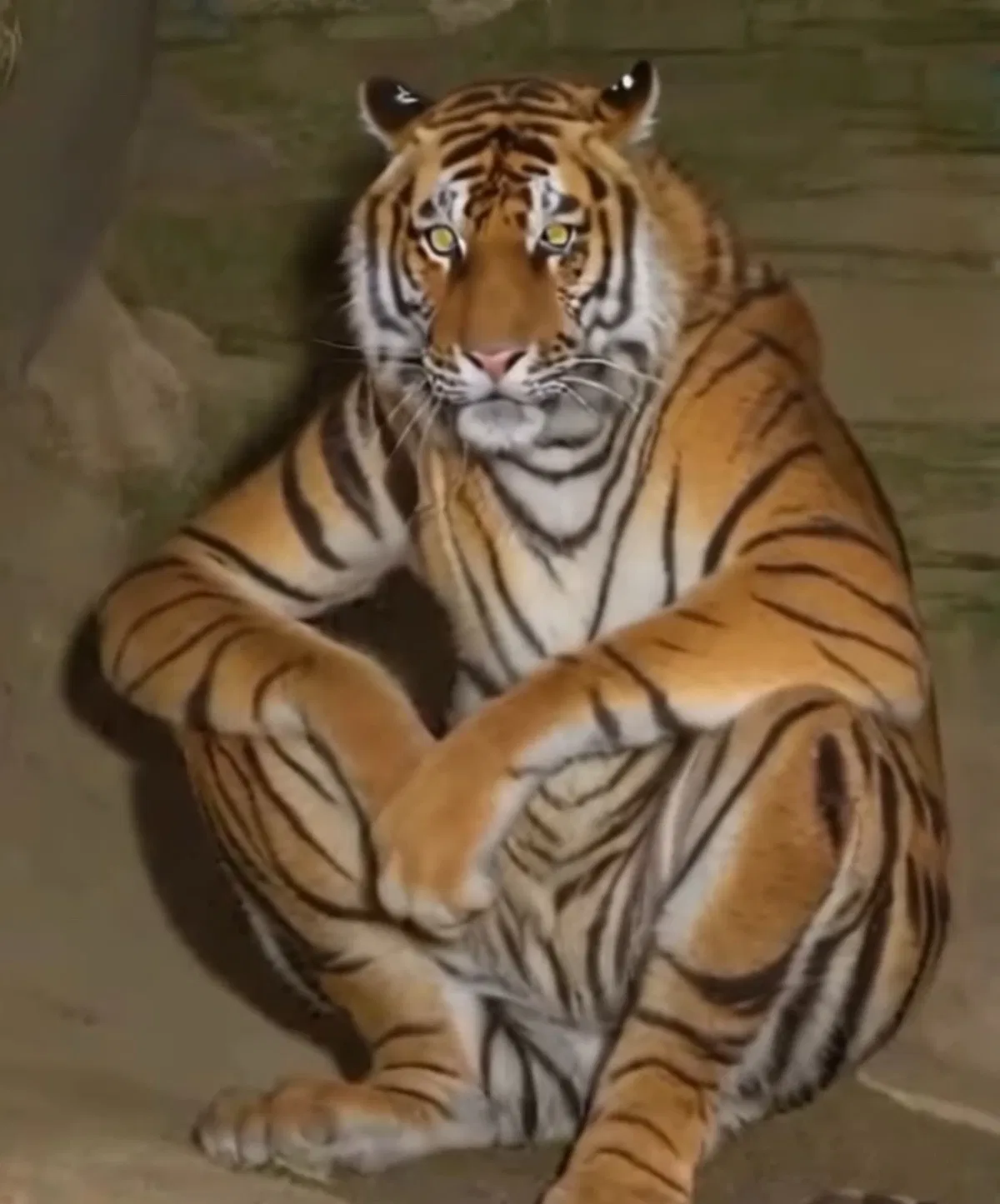 Avatar of Tiger Skinwalker