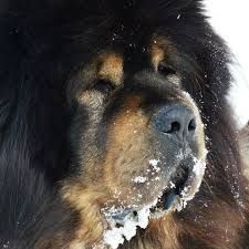 Avatar of Jesse (floofy boi)