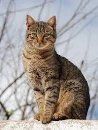 Avatar of Cat