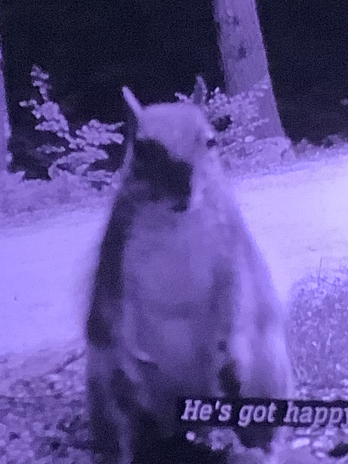 Avatar of The almighty squirrel 