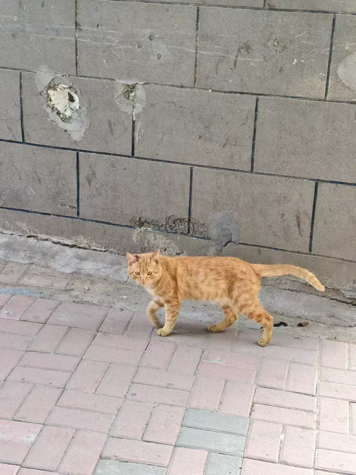 Avatar of Cats