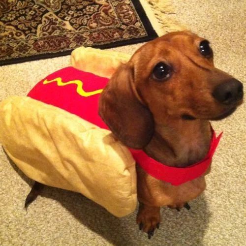 Avatar of perro salchicha gordo bachicha