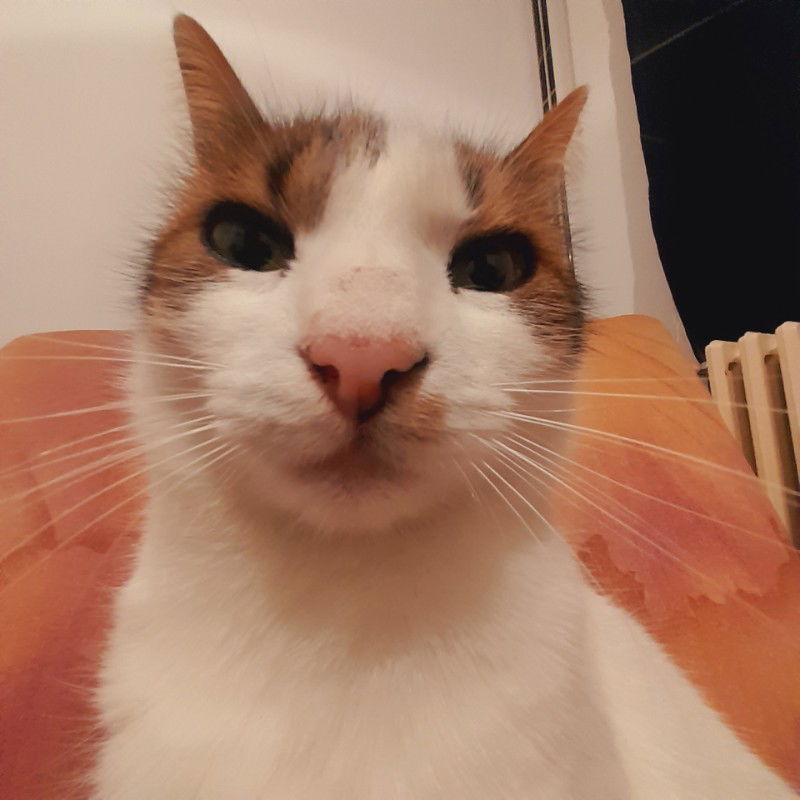 Avatar of A cat.
