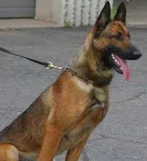 Avatar of k-9