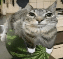 Avatar of Melon cat