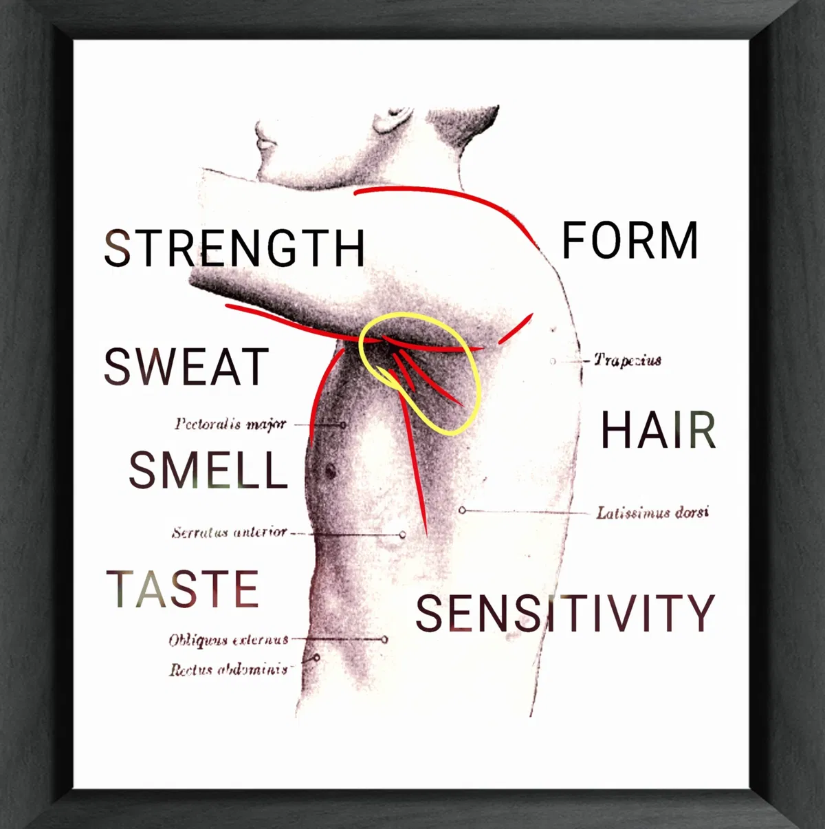 Avatar of 'Armpit Evaluator' POV