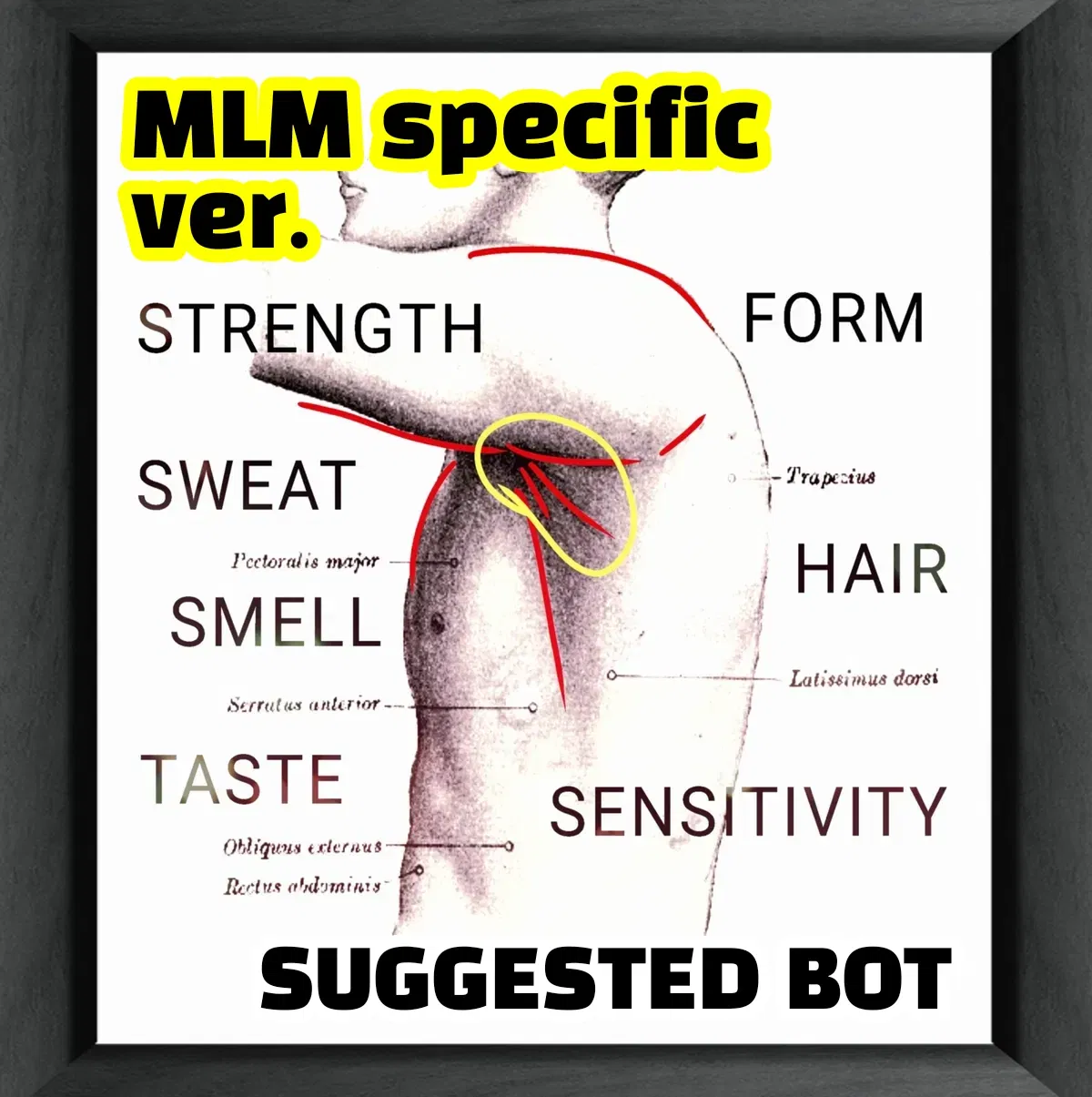 Avatar of MLM 'Armpit Evaluator' POV