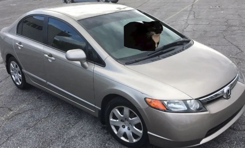 Avatar of Feline Automobile