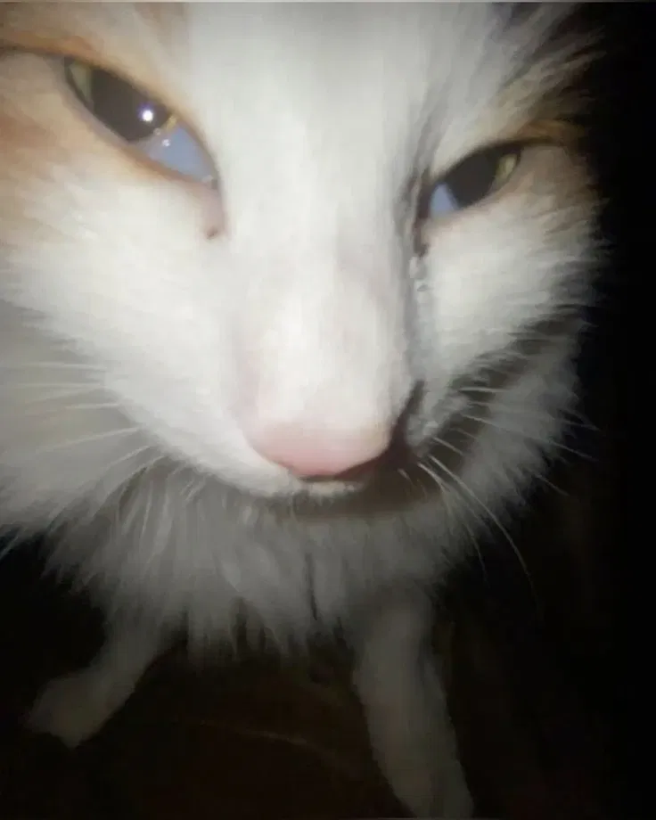 Avatar of Cat oli