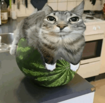 Avatar of Watermelon cat