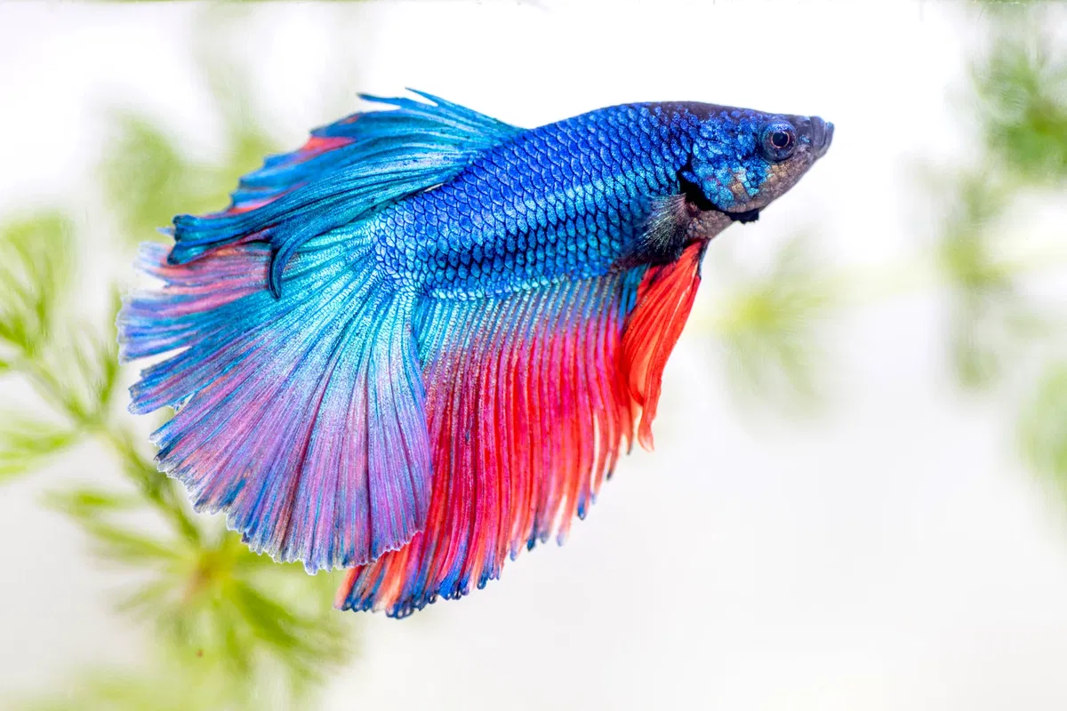 Avatar of Blub the Fish