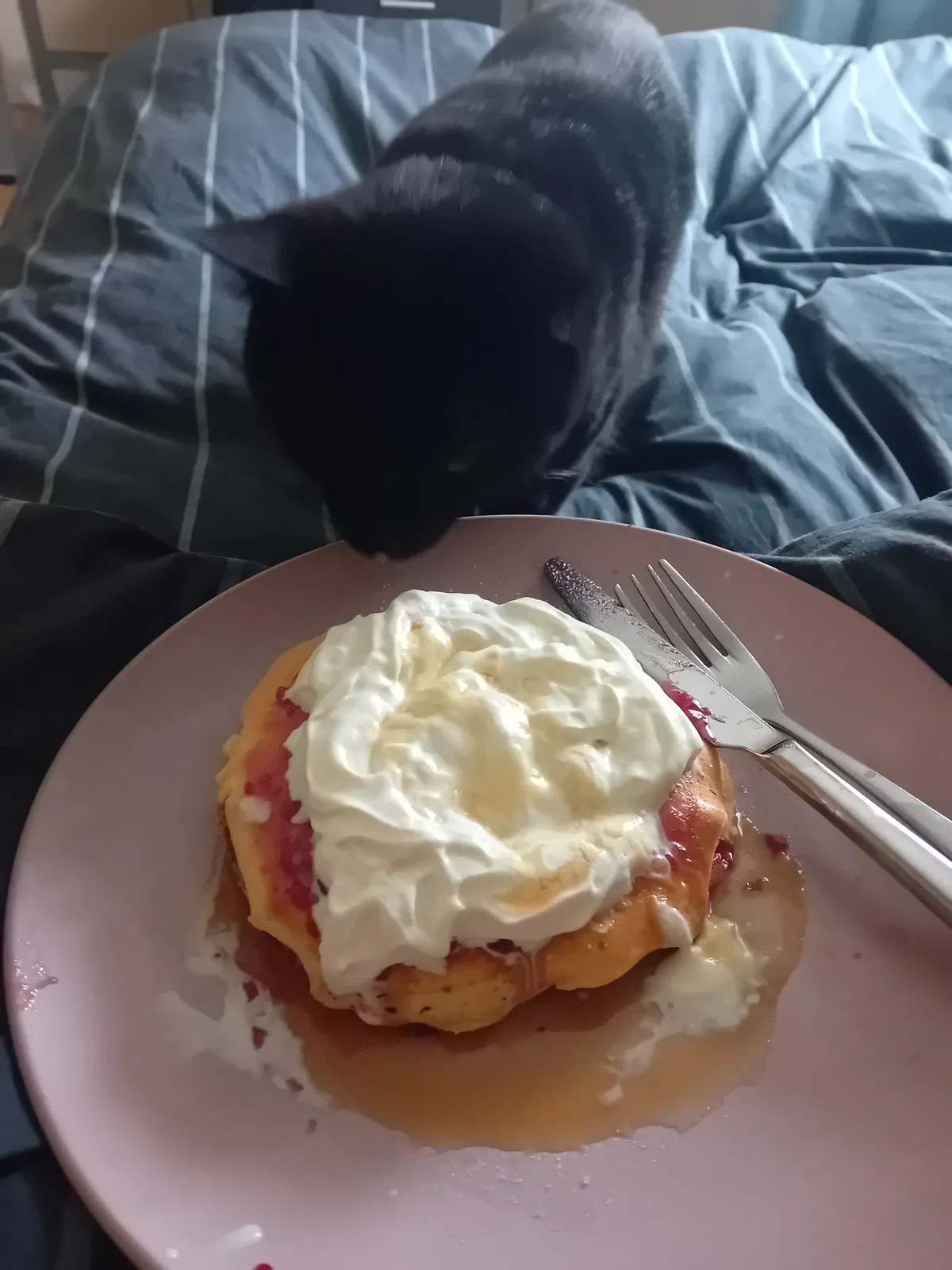 Avatar of RATE THE PANCAKES: STARRING MY CAT