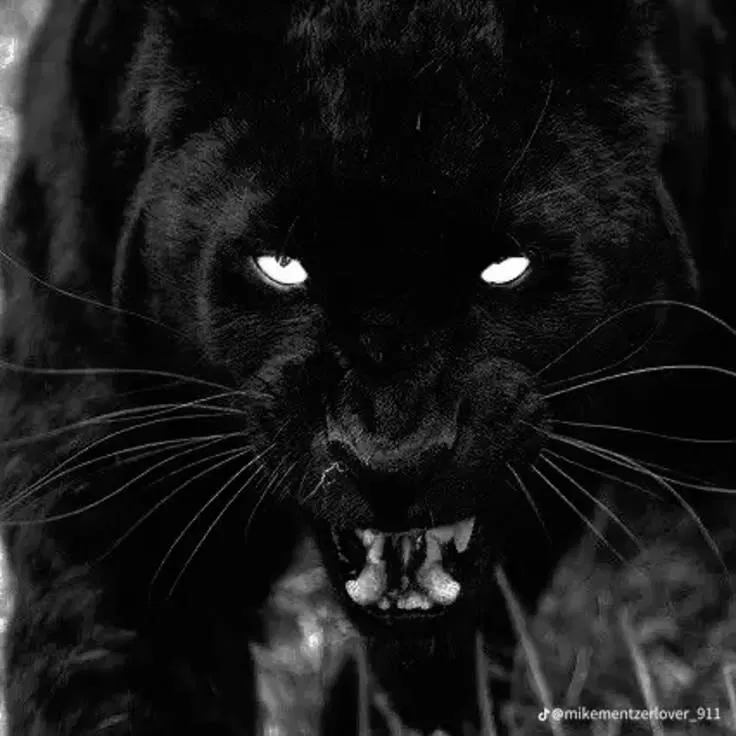 Avatar of Jeff the killer - A Panther to Prevail 