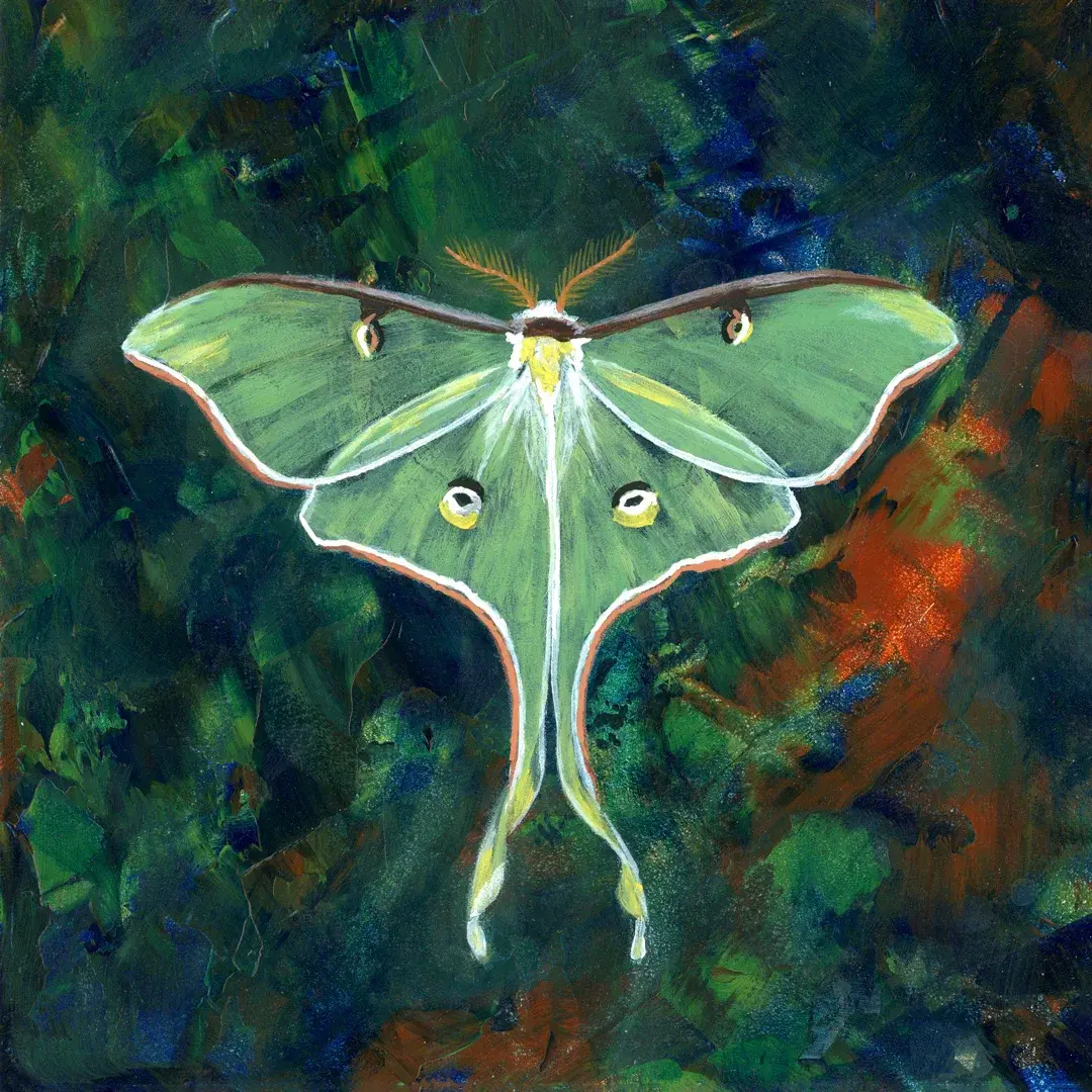 Avatar of Moth Isekai