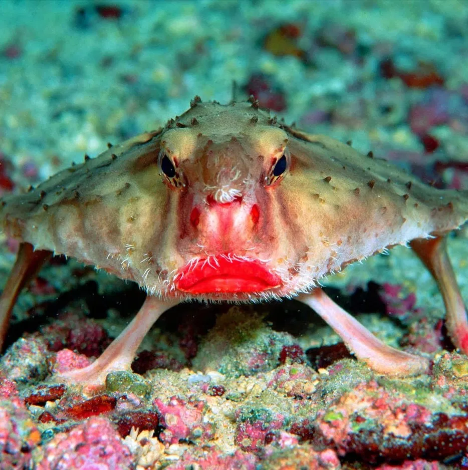 Avatar of Red lipped batfish