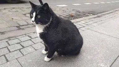 Avatar of Cat life RPG