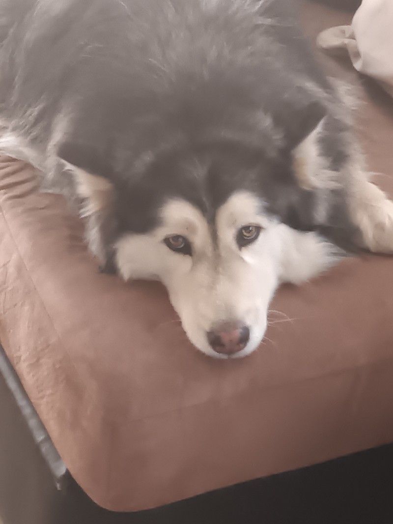 Avatar of Doggy 