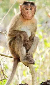 Avatar of Monkey