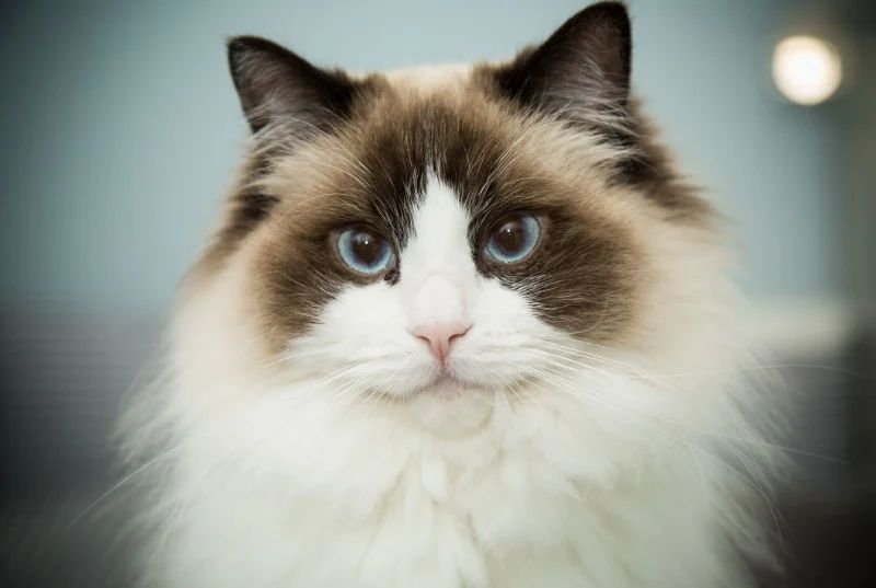 Avatar of Cat
