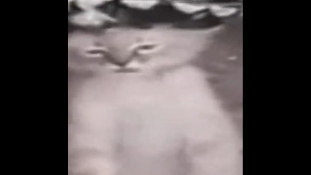 Avatar of Cat